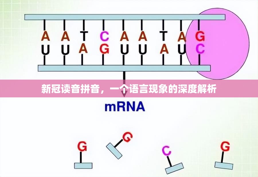新冠读音拼音，一个语言现象的深度解析