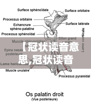 【冠状读音意思,冠状读音意思是什么】