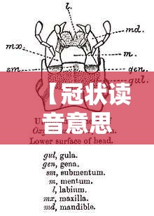 【冠状读音意思,冠状读音意思是什么】