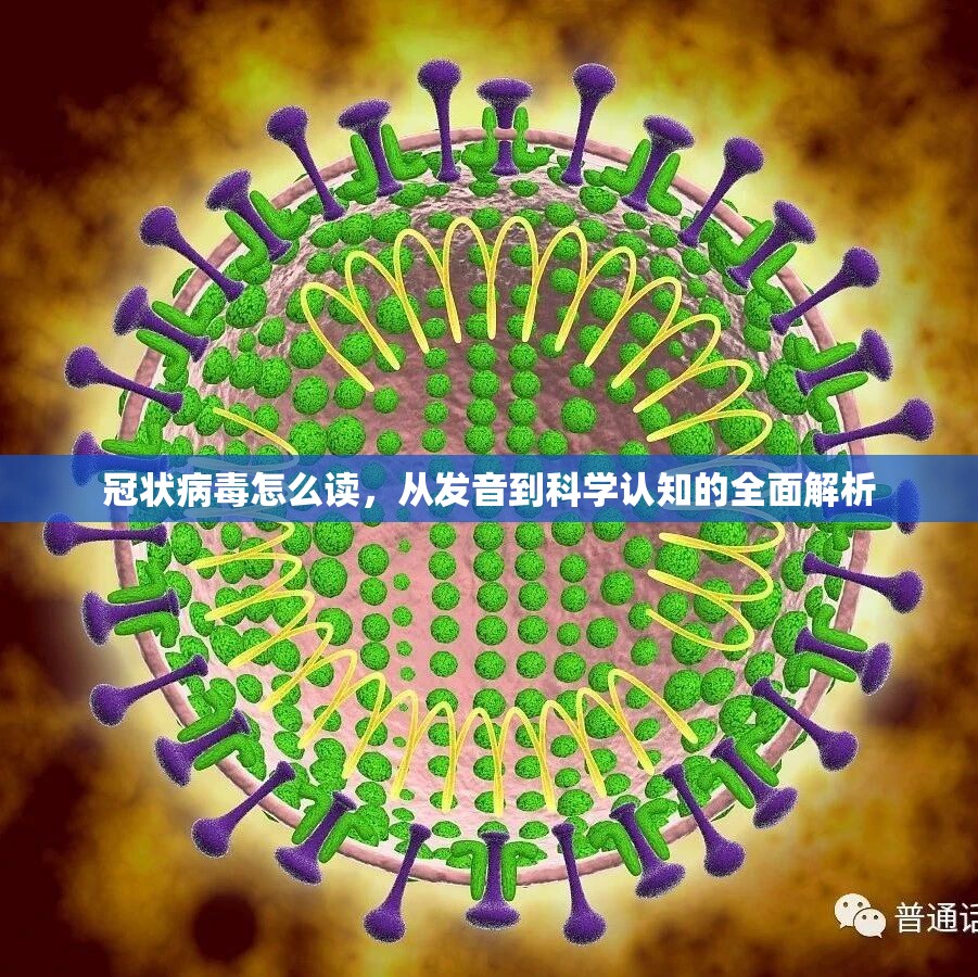 冠状病毒怎么读，从发音到科学认知的全面解析