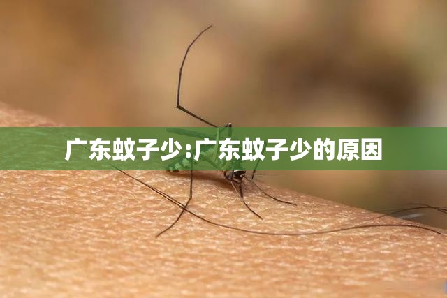 广东蚊子少:广东蚊子少的原因