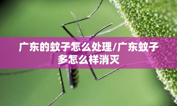 广东的蚊子怎么处理/广东蚊子多怎么样消灭