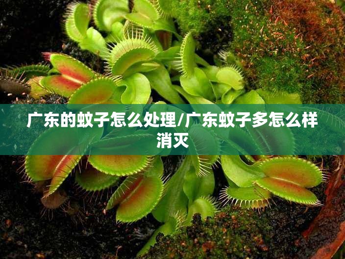 广东的蚊子怎么处理/广东蚊子多怎么样消灭
