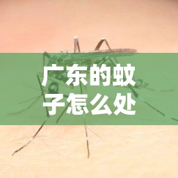 广东的蚊子怎么处理/广东蚊子多怎么样消灭