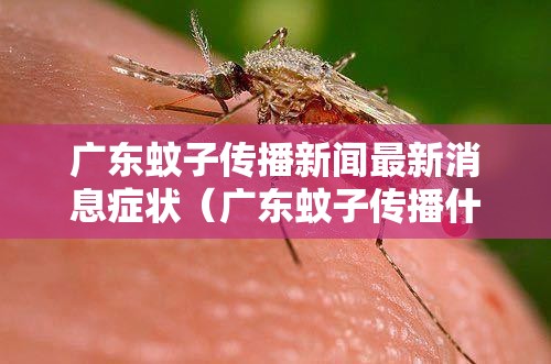 广东蚊子传播新闻最新消息症状（广东蚊子传播什么疾病）