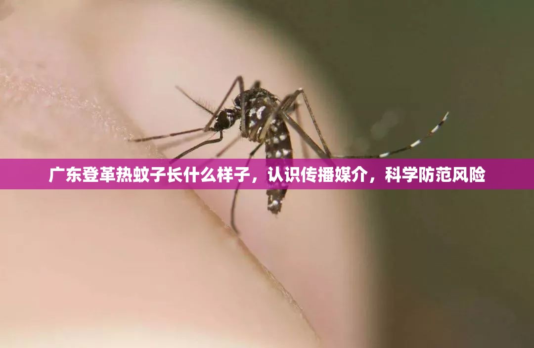 广东登革热蚊子长什么样子，认识传播媒介，科学防范风险