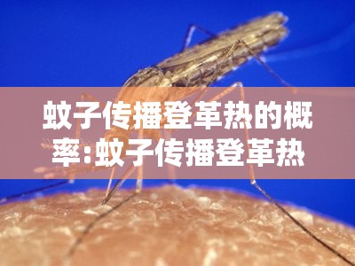 蚊子传播登革热的概率:蚊子传播登革热原理