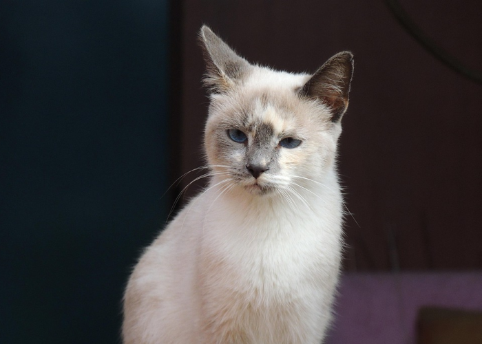 推荐一款”哈狗麻将开挂是怎么开的”原来确实有挂! 推荐一款”哈狗麻将开挂是怎么开的”原来确实有挂!