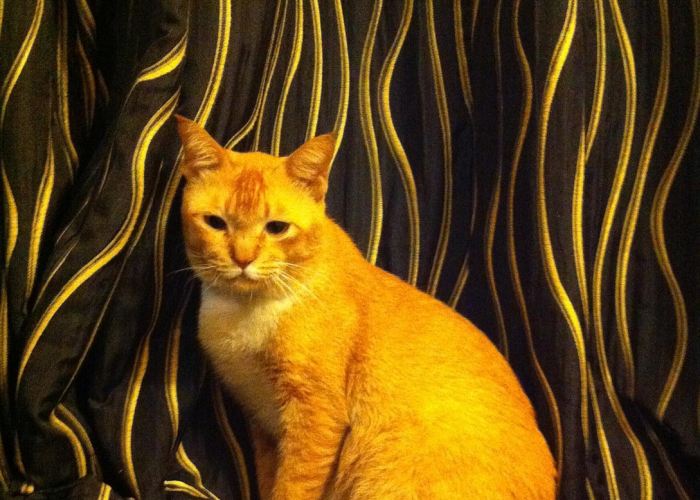 推荐一款”哈狗麻将开挂是怎么开的”原来确实有挂! 推荐一款”哈狗麻将开挂是怎么开的”原来确实有挂!